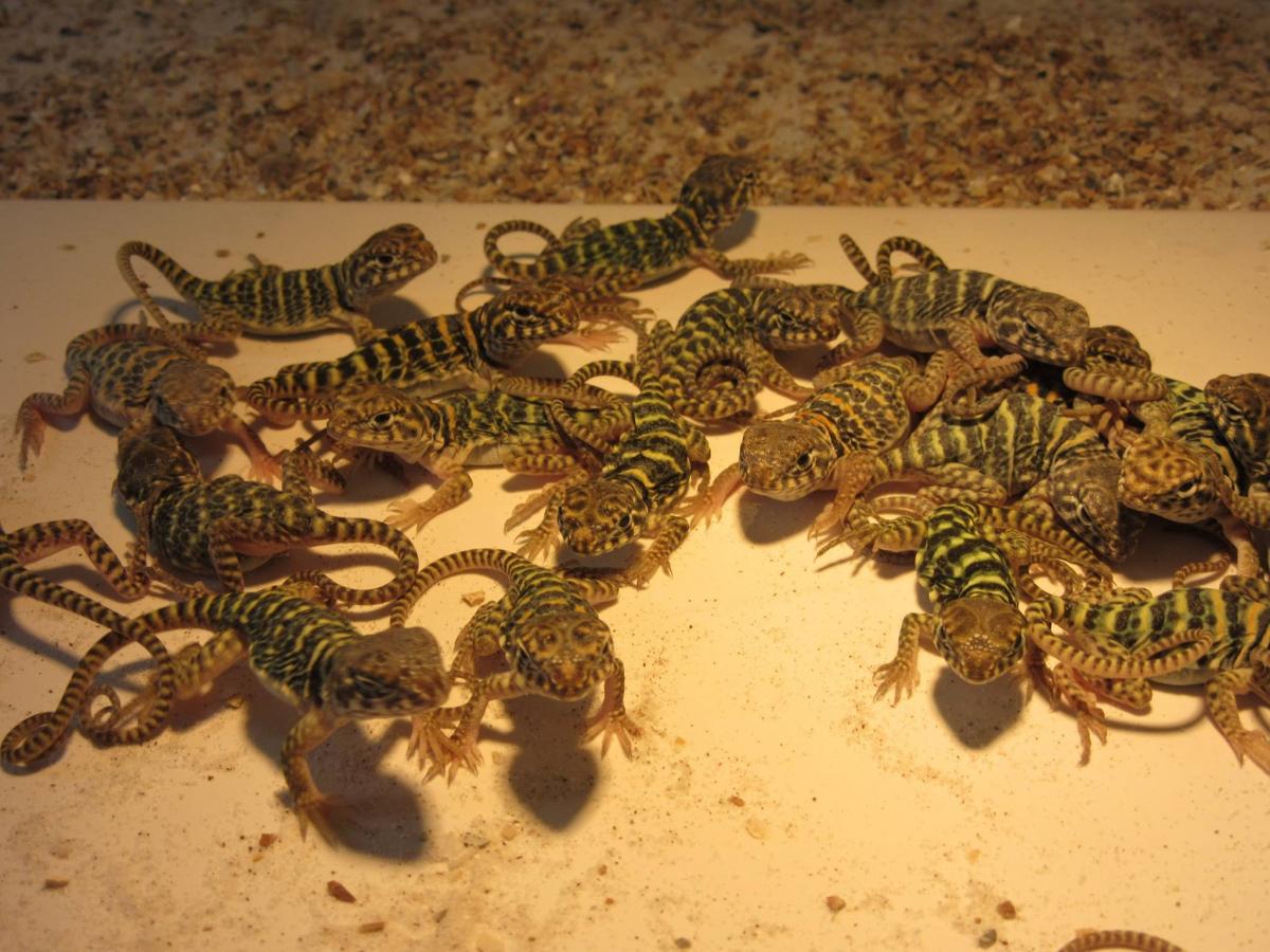 nakweekcollariscollaris